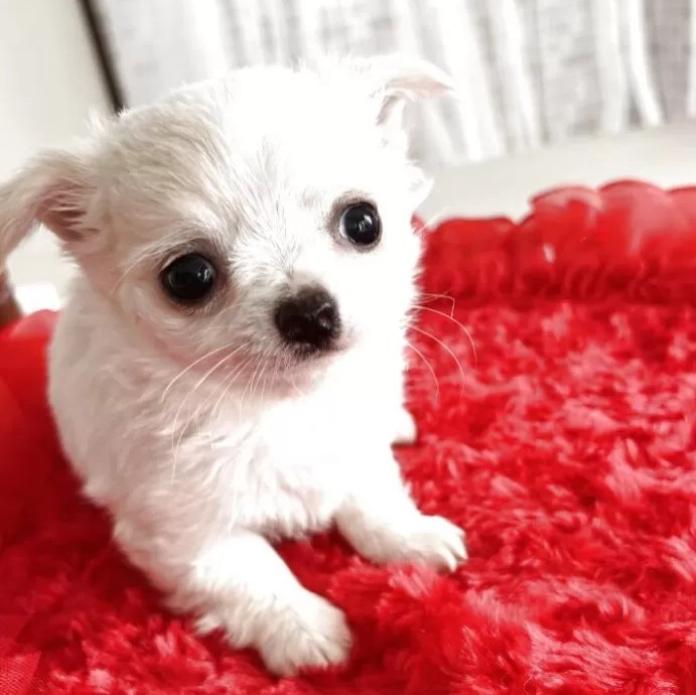 チワワ(ロング)(千葉県・女の子・2025/12/22・ホワイト&クリーム)の子犬情報! | 吉川 久美ブリーダー(1121)