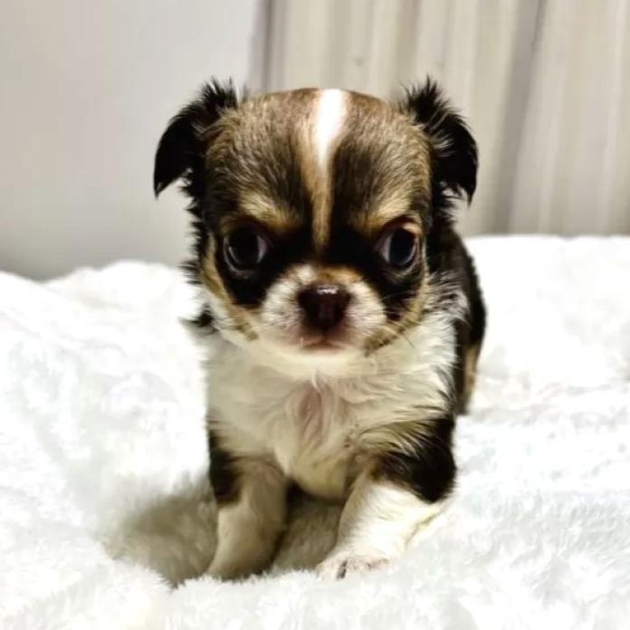 チワワ(ロング)(千葉県・女の子・2025/12/22・チョコタン&ホワイト)の子犬情報! | 吉川 久美ブリーダー(1122)