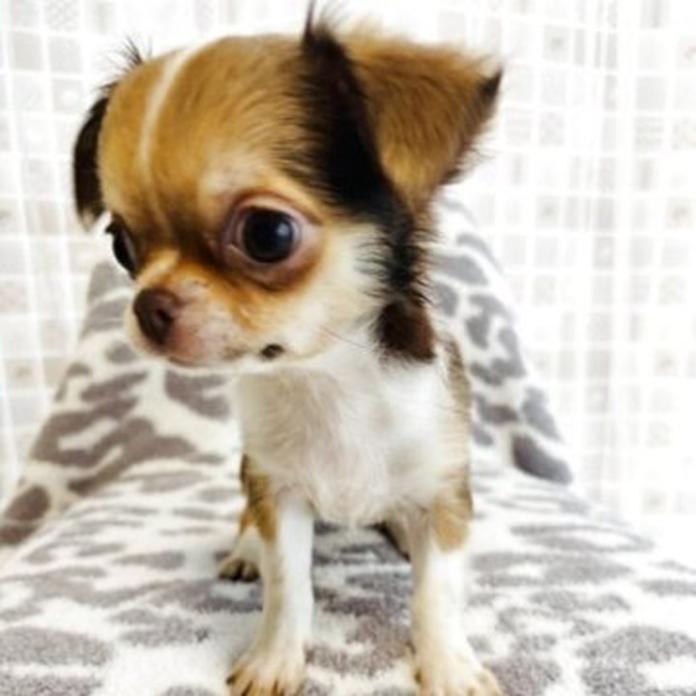 チワワ(ロング)(千葉県・女の子・2025/12/22・チョコタン&ホワイト)の子犬情報! | 吉川 久美ブリーダー(1122)