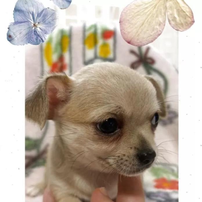 チワワ(スムース)(千葉県・男の子・2026/01/29・フォーン&ホワイト)の子犬情報! | 吉川 久美ブリーダー(1266)