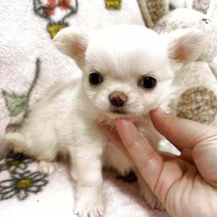 チワワ(ロング)(千葉県・男の子・2026/01/29・ホワイト&クリーム)の子犬情報! | 吉川 久美ブリーダー(1267)