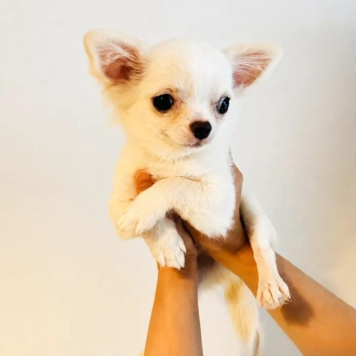 チワワ(ロング)(1267)の子犬情報