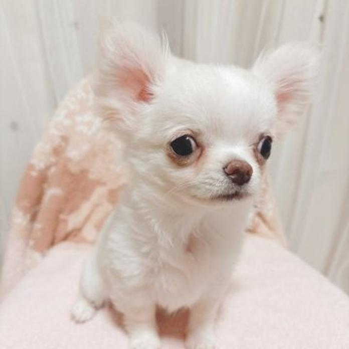 チワワ(ロング)(1267)の子犬情報