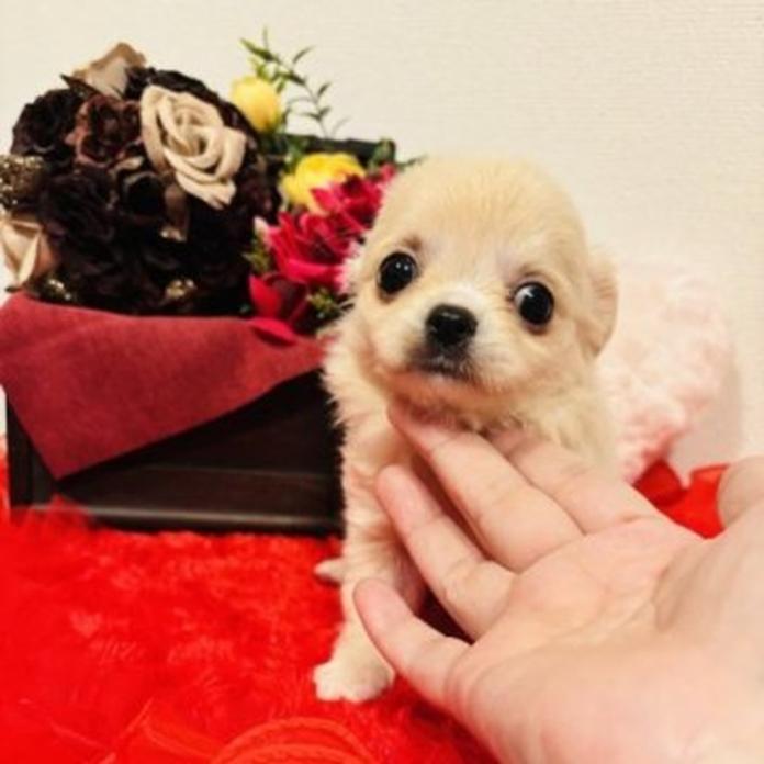 チワワ(ロング)(千葉県・女の子・2026/05/04・クリーム)の子犬情報! | 吉川 久美ブリーダー(1556)