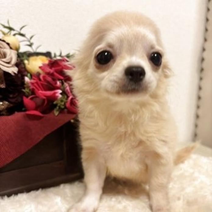 チワワ(ロング)(1556)の子犬情報