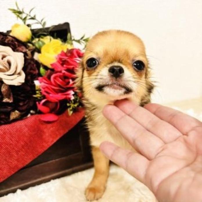 チワワ(ロング)(1559)の子犬情報