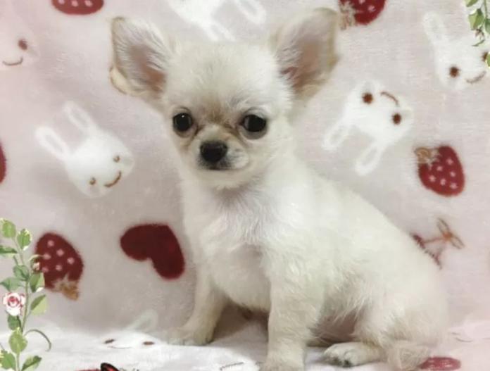 犬のプロフィール画像