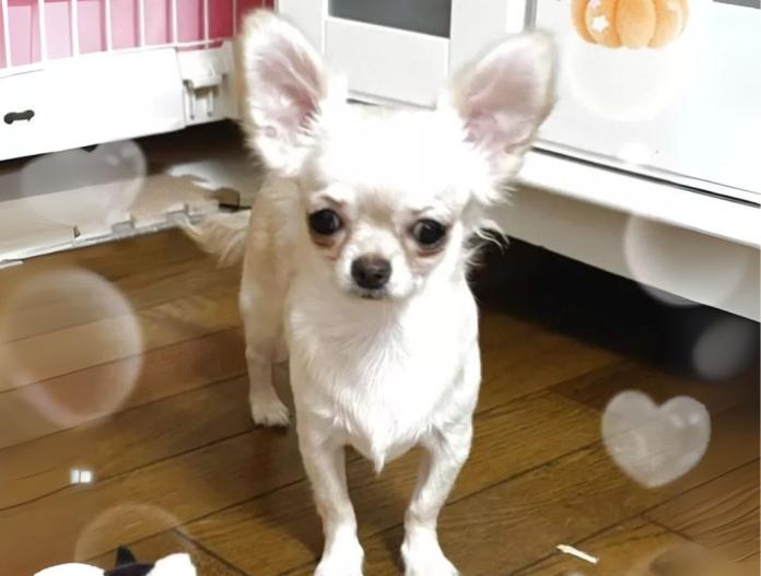 犬のプロフィール画像
