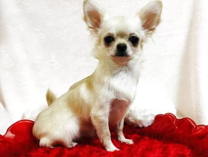 チワワ(ロング)(千葉県・女の子・2025/03/21・クリーム)の子犬情報! | 吉川 久美ブリーダー(352)