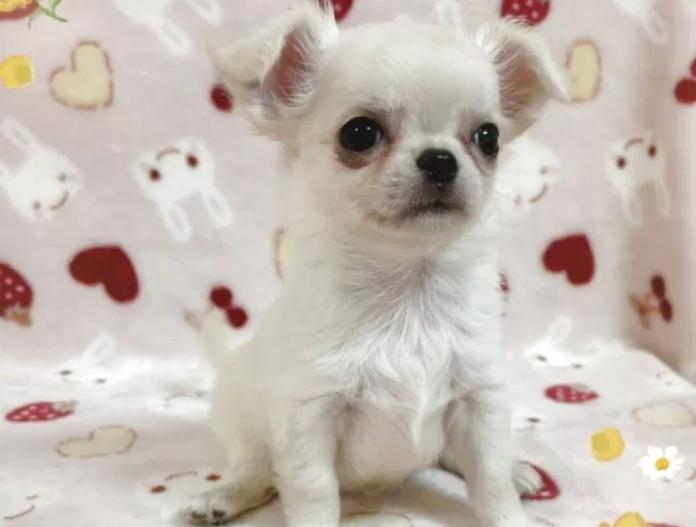 犬のプロフィール画像