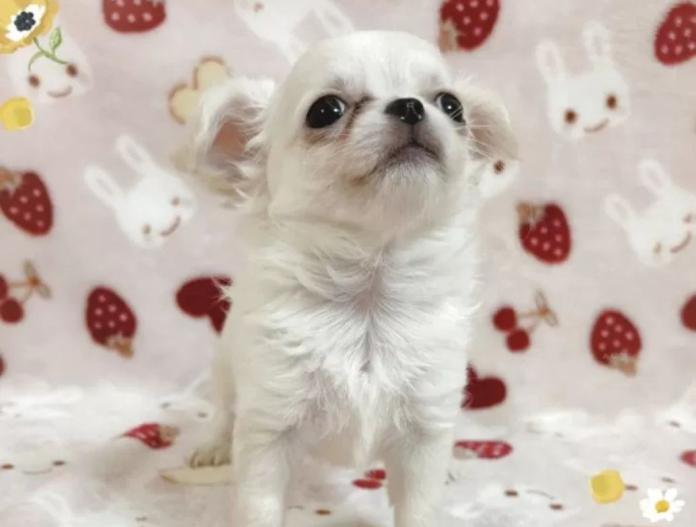 犬のプロフィール画像