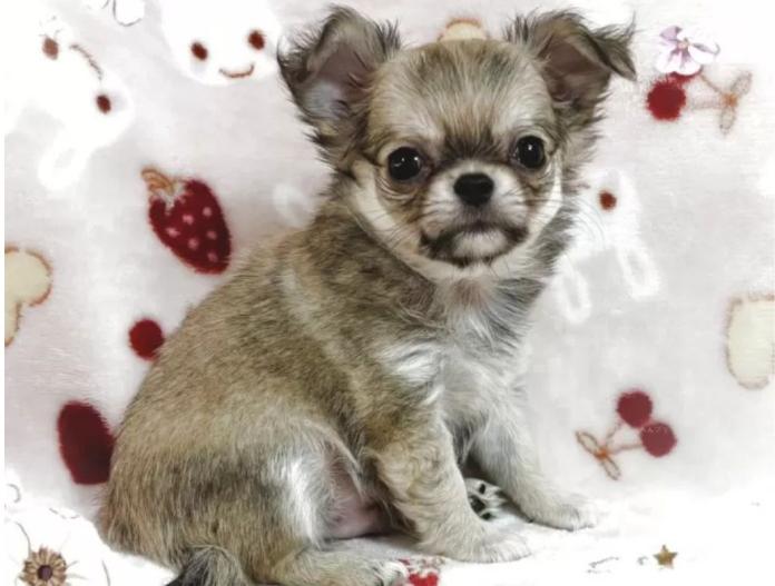 犬のプロフィール画像