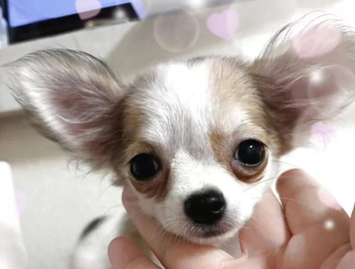 犬のプロフィール画像