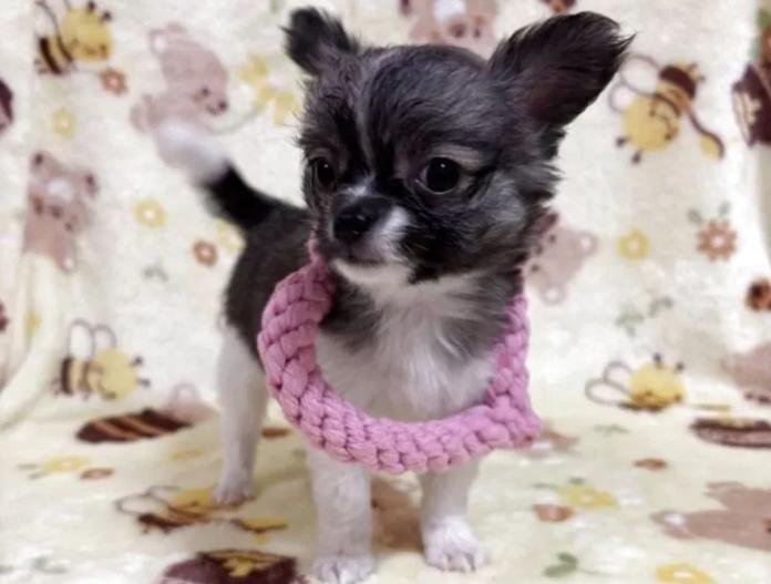 犬のプロフィール画像