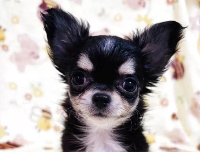 犬のプロフィール画像