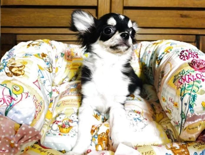 チワワ(ロング)(千葉県・女の子・2025/08/16・ブラックタン&ホワイト)の子犬情報! | 吉川 久美ブリーダー(741)