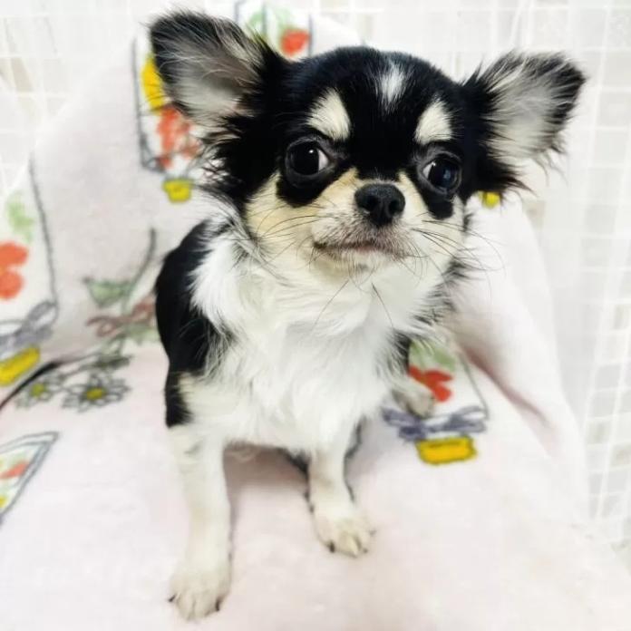 チワワ(ロング)(741)の子犬情報