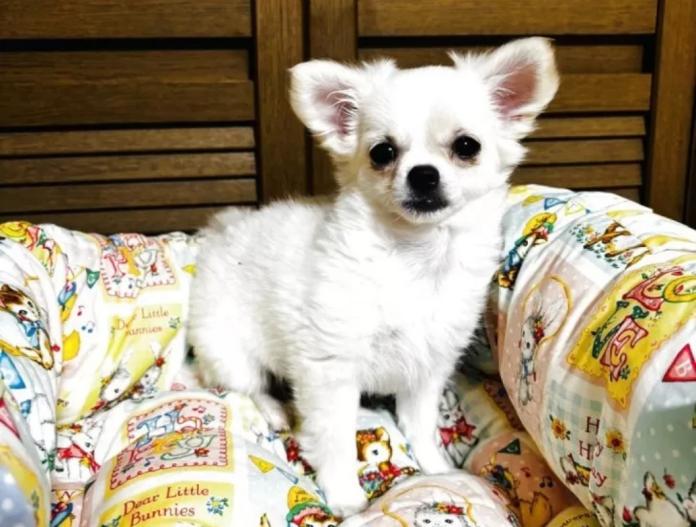 チワワ(ロング)(千葉県・女の子・2025/09/13・ホワイト&クリーム)の子犬情報! | 吉川 久美ブリーダー(794)