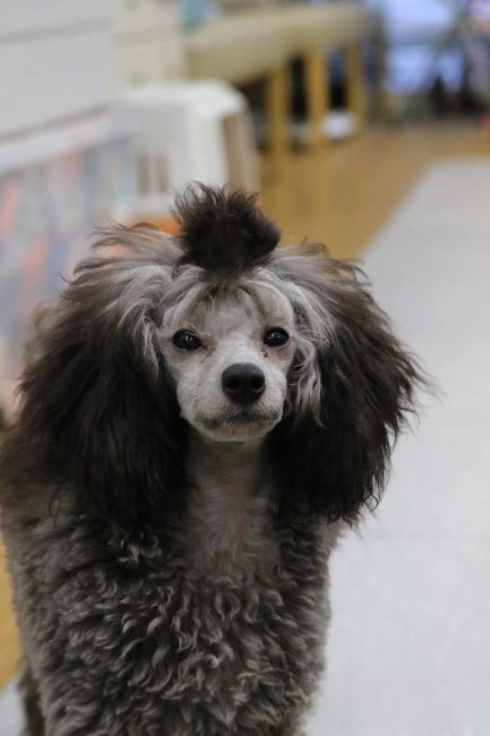 犬のプロフィール画像