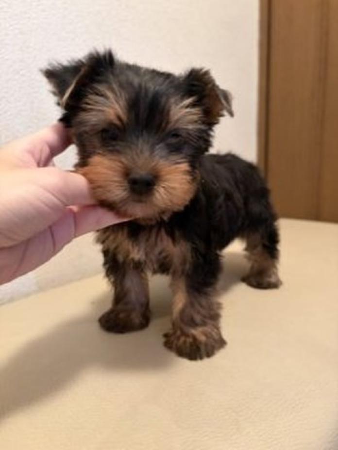 ヨークシャーテリア(東京都・男の子・2026/04/14・スティールブルー&タン)の子犬情報! | 相馬 綾ブリーダー(1446)