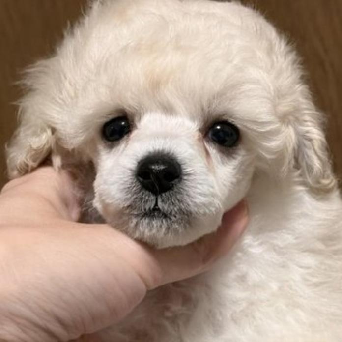 トイプードル(1744)の子犬情報