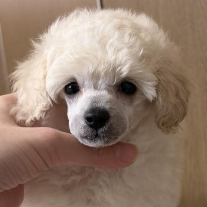 トイプードル(東京都・男の子・2026/06/27・ホワイト)の子犬情報! | 相馬 綾ブリーダー(1744)