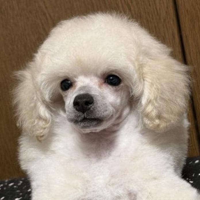 トイプードル(1744)の子犬情報