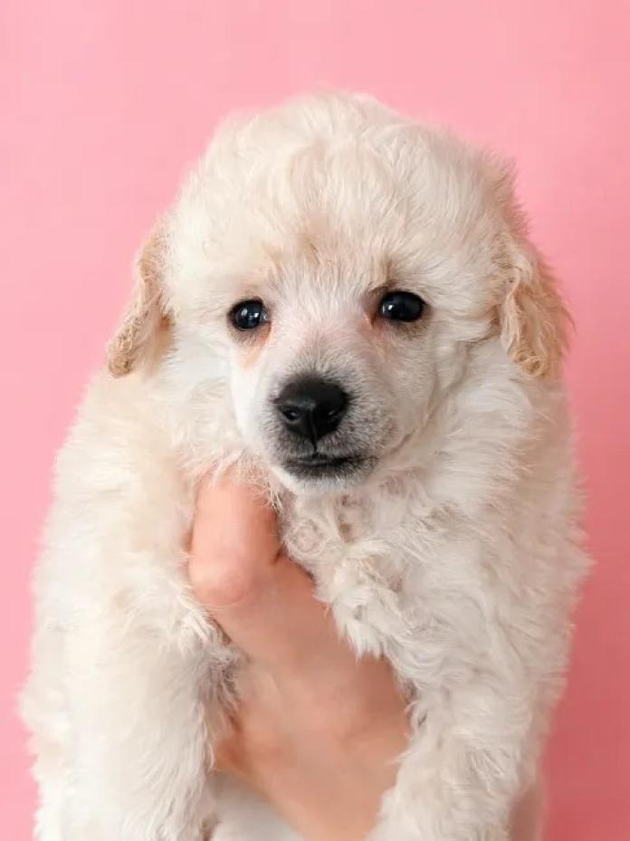 トイプードル(1745)の子犬情報