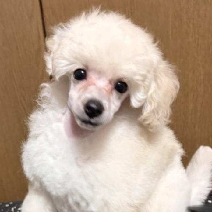 トイプードル(1745)の子犬情報