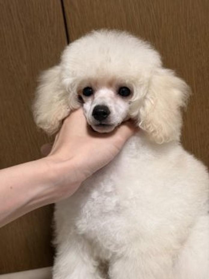 トイプードル(東京都・女の子・2026/06/27・ホワイト)の子犬情報! | 相馬 綾ブリーダー(1745)