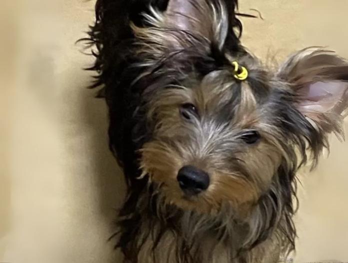 犬のプロフィール画像