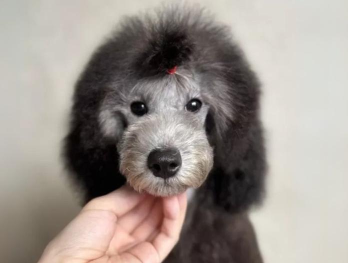 犬のプロフィール画像