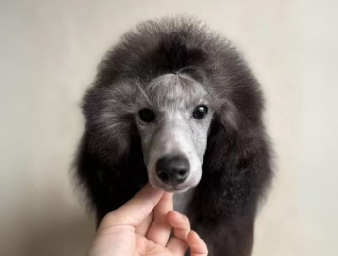 犬のプロフィール画像