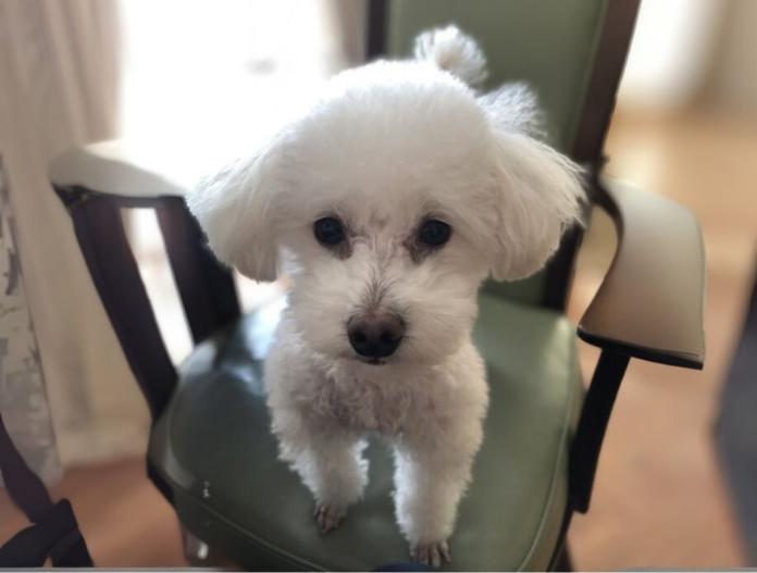 犬のプロフィール画像