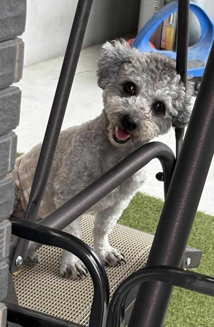 犬のプロフィール画像