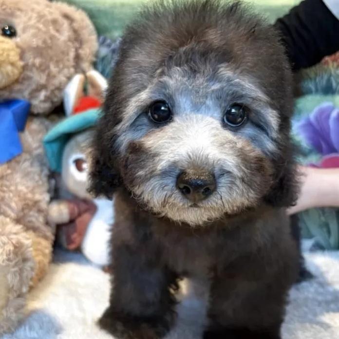 トイプードル(群馬県・女の子・2026/01/03・シルバー)の子犬情報! | 森田 美穂ブリーダー(1132)