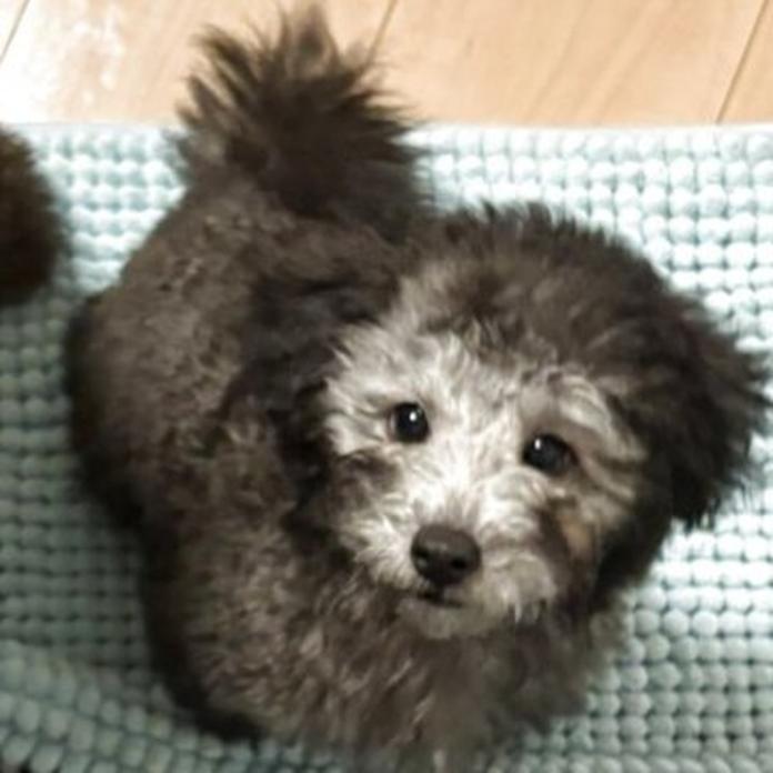 トイプードル(群馬県・女の子・2026/01/03・シルバー)の子犬情報! | 森田 美穂ブリーダー(1132)