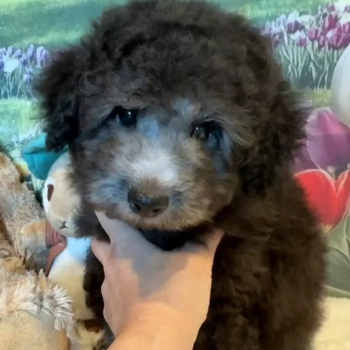 トイプードル(群馬県・男の子・2026/01/03・シルバー)の子犬情報! | 森田 美穂ブリーダー(1133)