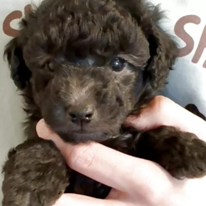トイプードル(群馬県・男の子・2026/01/03・シルバー)の子犬情報! | 森田 美穂ブリーダー(1134)