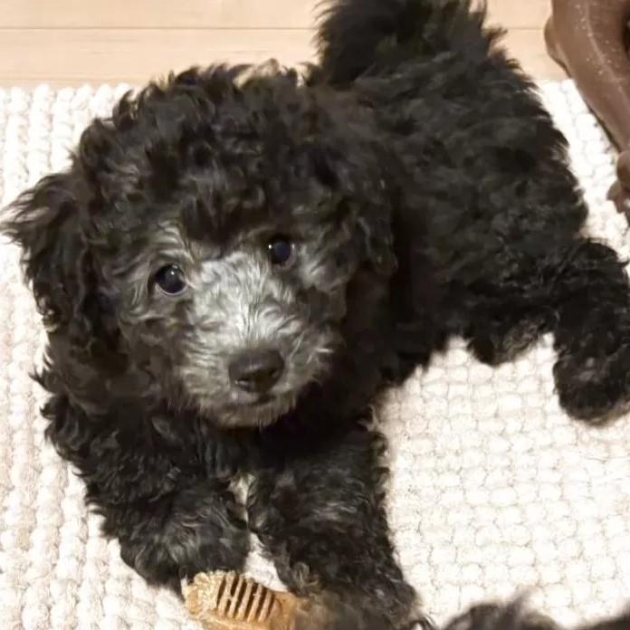 トイプードル(群馬県・男の子・2026/01/03・シルバー)の子犬情報! | 森田 美穂ブリーダー(1134)