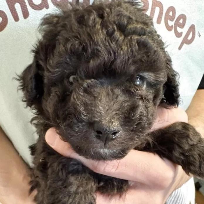 トイプードル(群馬県・男の子・2026/01/03・シルバー)の子犬情報! | 森田 美穂ブリーダー(1135)