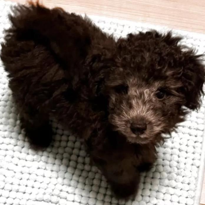 トイプードル(群馬県・男の子・2026/01/10・シルバー)の子犬情報! | 森田 美穂ブリーダー(1160)