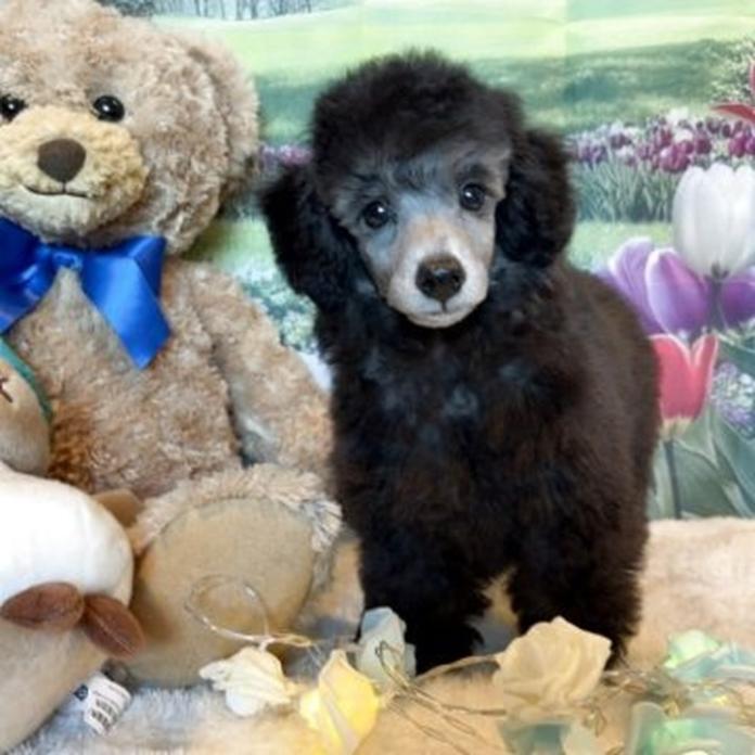 トイプードル(群馬県・男の子・2026/01/10・シルバー)の子犬情報! | 森田 美穂ブリーダー(1160)