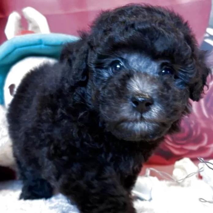 トイプードル(群馬県・男の子・2026/01/10・シルバー)の子犬情報! | 森田 美穂ブリーダー(1161)