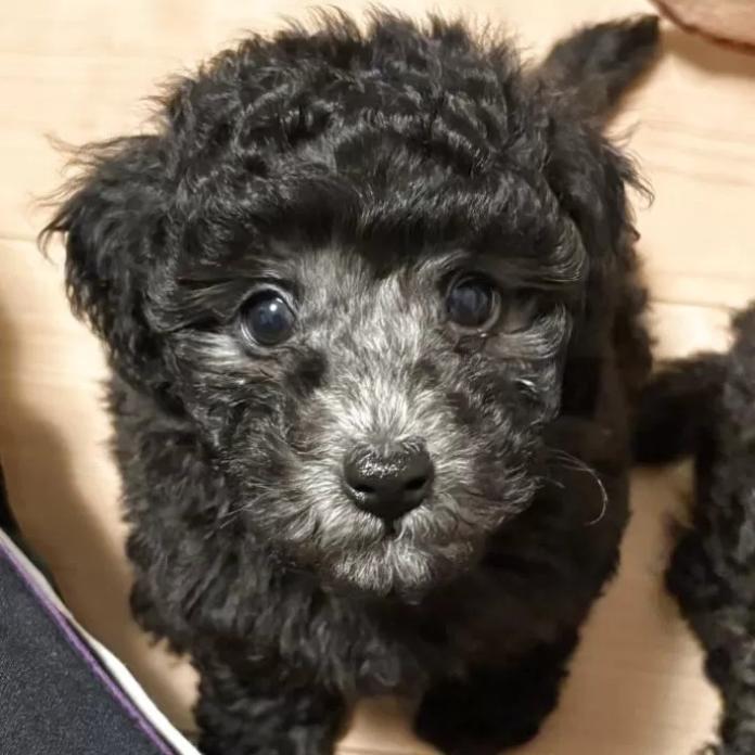 トイプードル(群馬県・男の子・2026/01/10・シルバー)の子犬情報! | 森田 美穂ブリーダー(1161)