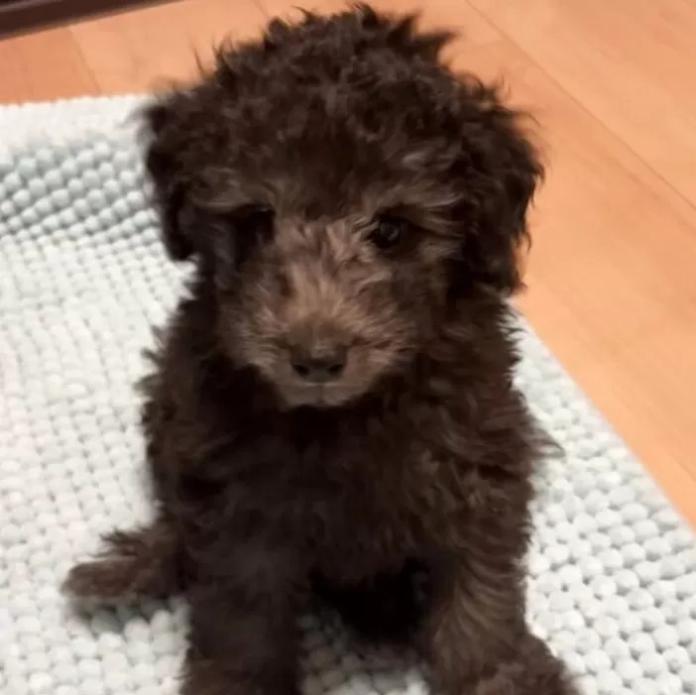 トイプードル(群馬県・男の子・2026/01/10・シルバー)の子犬情報! | 森田 美穂ブリーダー(1161)