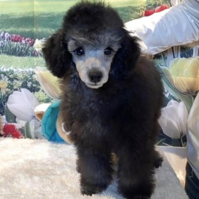 トイプードル(群馬県・男の子・2026/01/10・シルバー)の子犬情報! | 森田 美穂ブリーダー(1161)