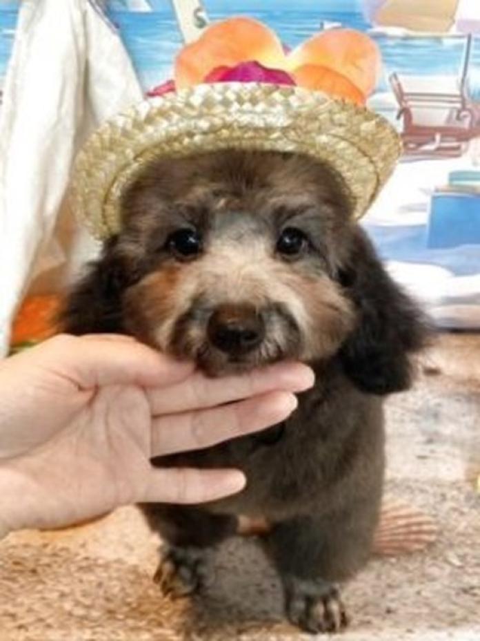 ミディアムプードル(群馬県・男の子・2026/04/08・シルバー)の子犬情報! | 森田 美穂ブリーダー(1481)
