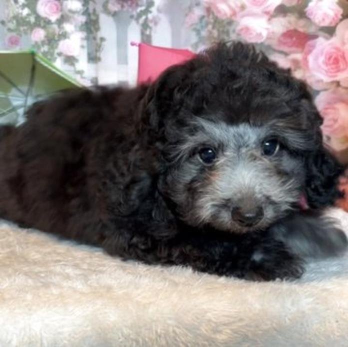 ミディアムプードル(群馬県・男の子・2026/04/08・シルバー)の子犬情報! | 森田 美穂ブリーダー(1481)
