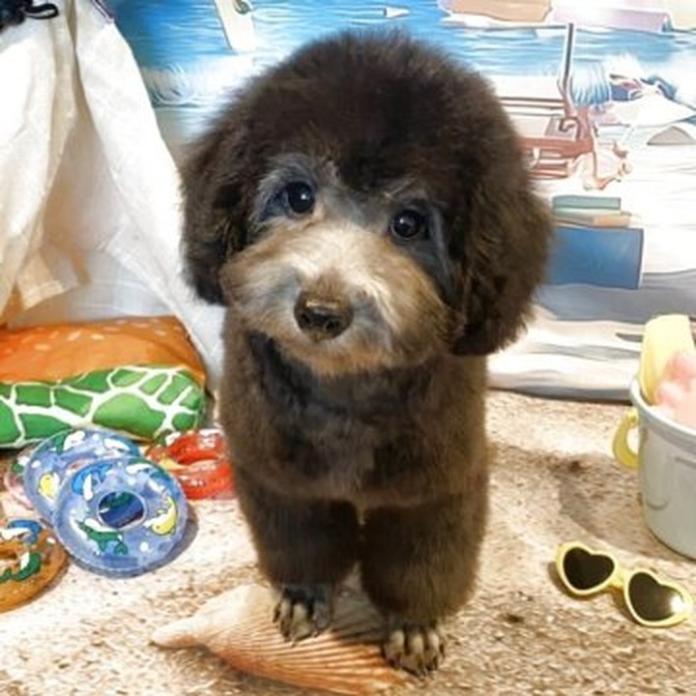ミディアムプードル(1482)の子犬情報